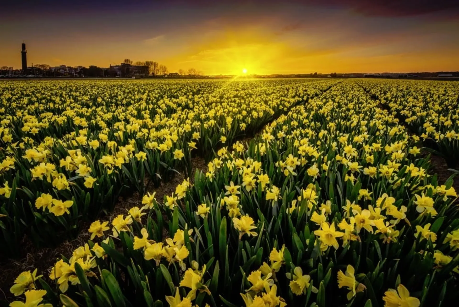 Nederlandse foto